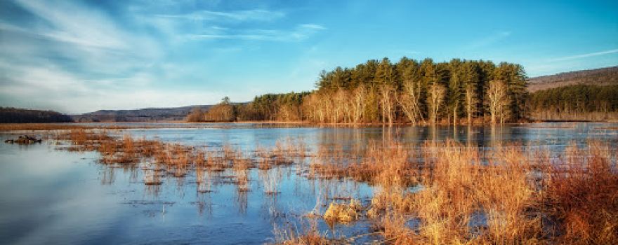 Bashakill Wildlife Management Area