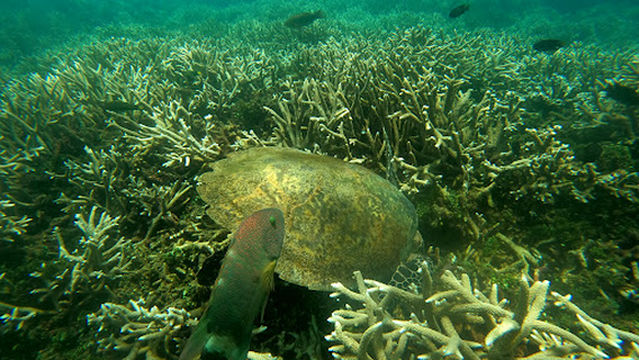 Poseidon Diving Centre Nilaveli Trincomalee - PADI 5 Star IDC Dive Centre
