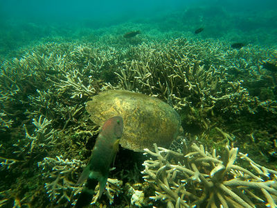 Poseidon Diving Centre Nilaveli Trincomalee - PADI 5 Star IDC Dive Centre