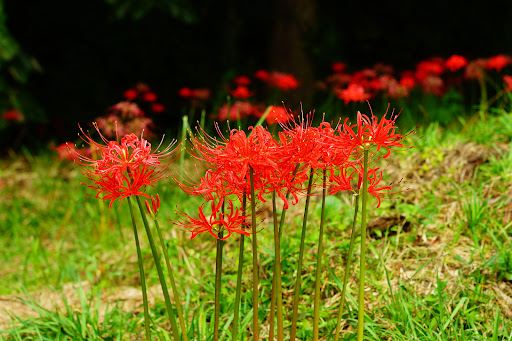 Hagurosan Park