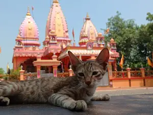 Shree Balaji Sarkar Temple
