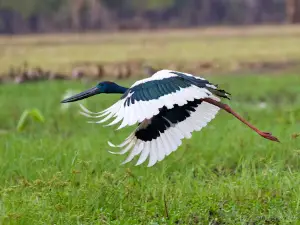 Corroboree Billabong