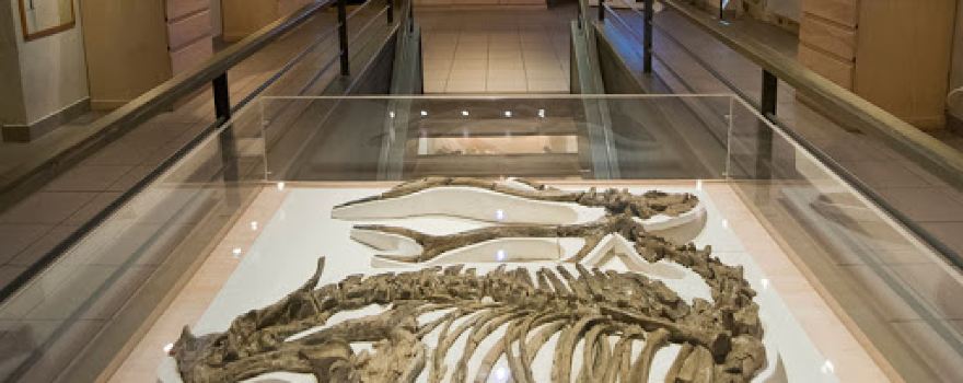 Musée de Paléontologie