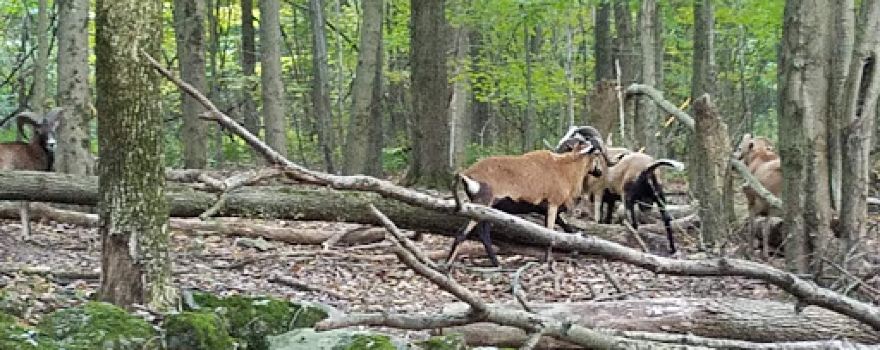 High Ridge Hunting Preserve