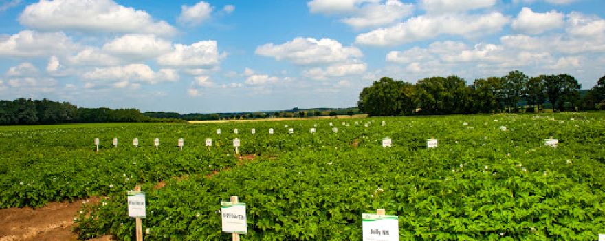EUROPLANT Pflanzenzucht GmbH