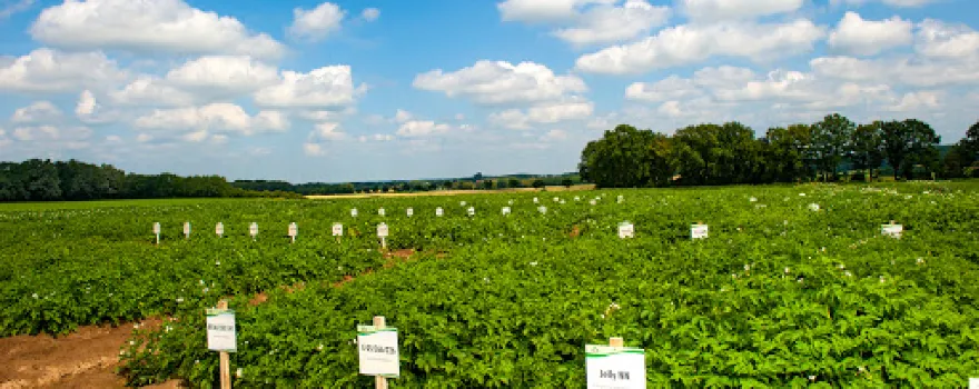 EUROPLANT Pflanzenzucht GmbH