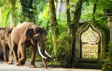 Mason Elephant Park & Lodge