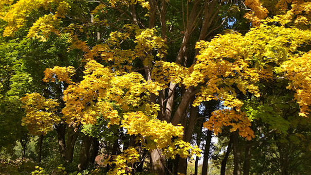 Issykskiy Dendrariy, Ao "Lesnoy Pitomnik" Sazhentsy Optom I V Roznitsu