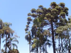 Biological Reserve Araucárias