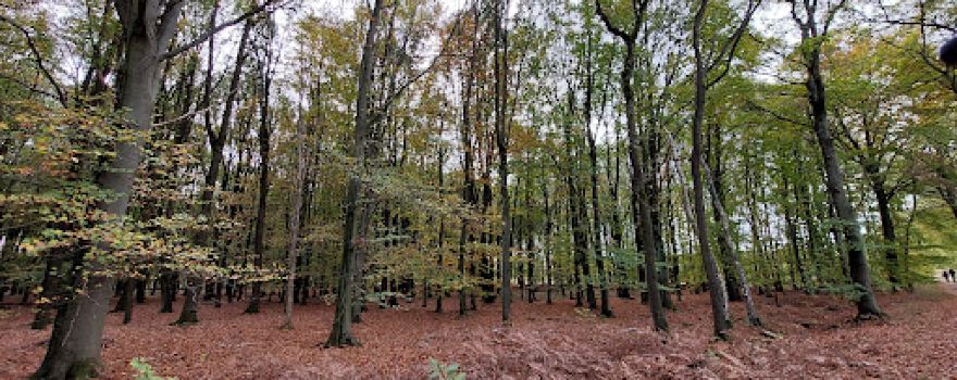 Weerterheide