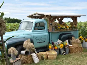 The Sunflower Farm