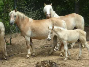 Montgomery Zoo & Mann Wildlife Learning Museum