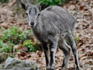 Miskolc Zoo