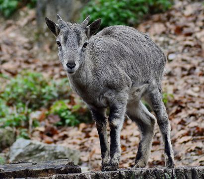 ミシュコルツ動物園