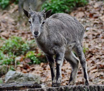 Miskolc Zoo