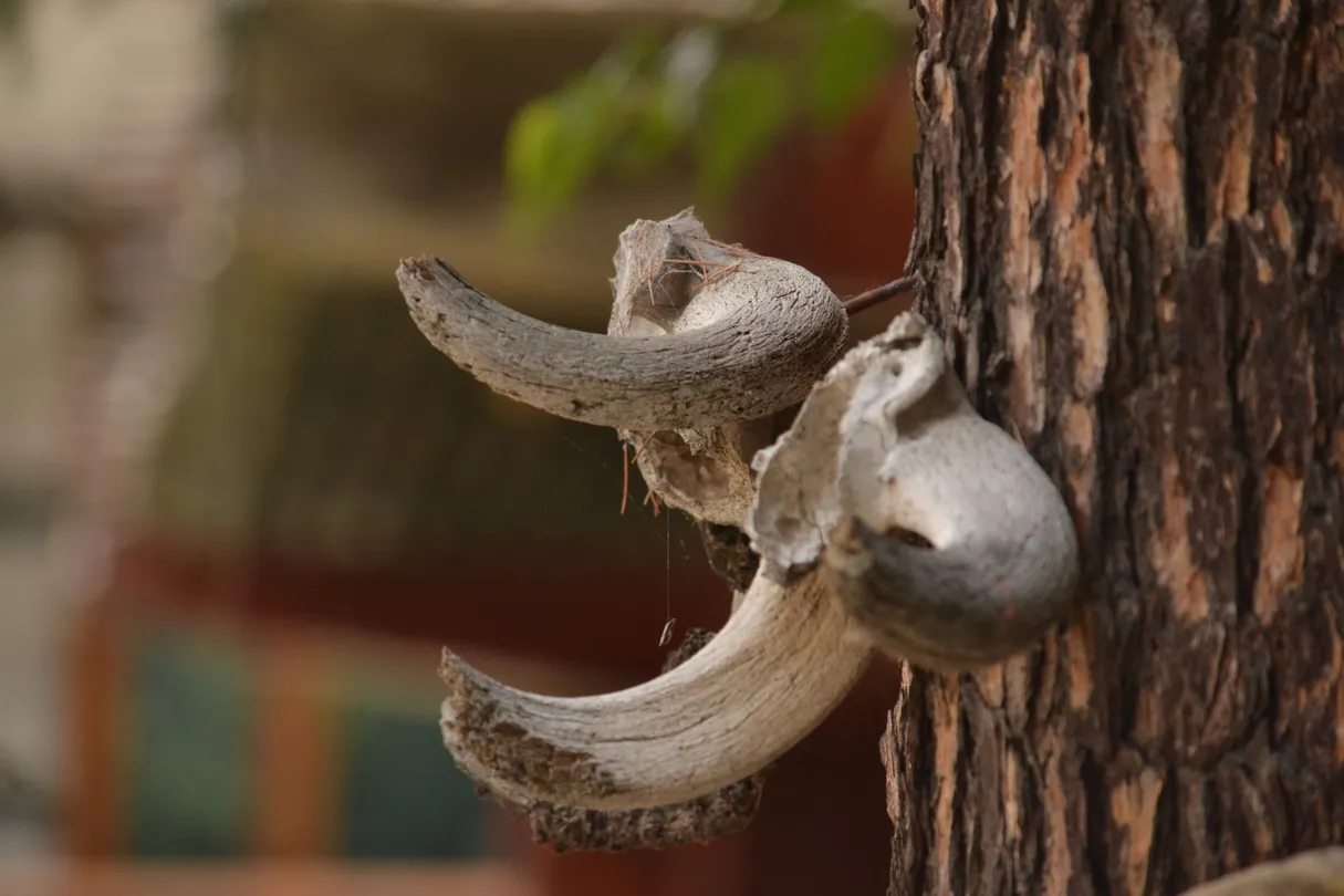 3_Hadimba Devi Temple