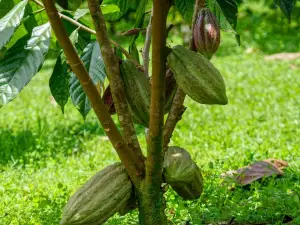 North Fields Coffee Tour