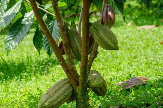 North Fields Coffee and Chocolate Tour