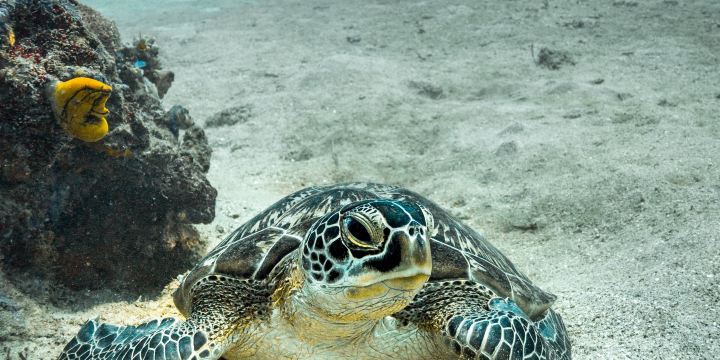 Oceans 5 Dive Gili Air