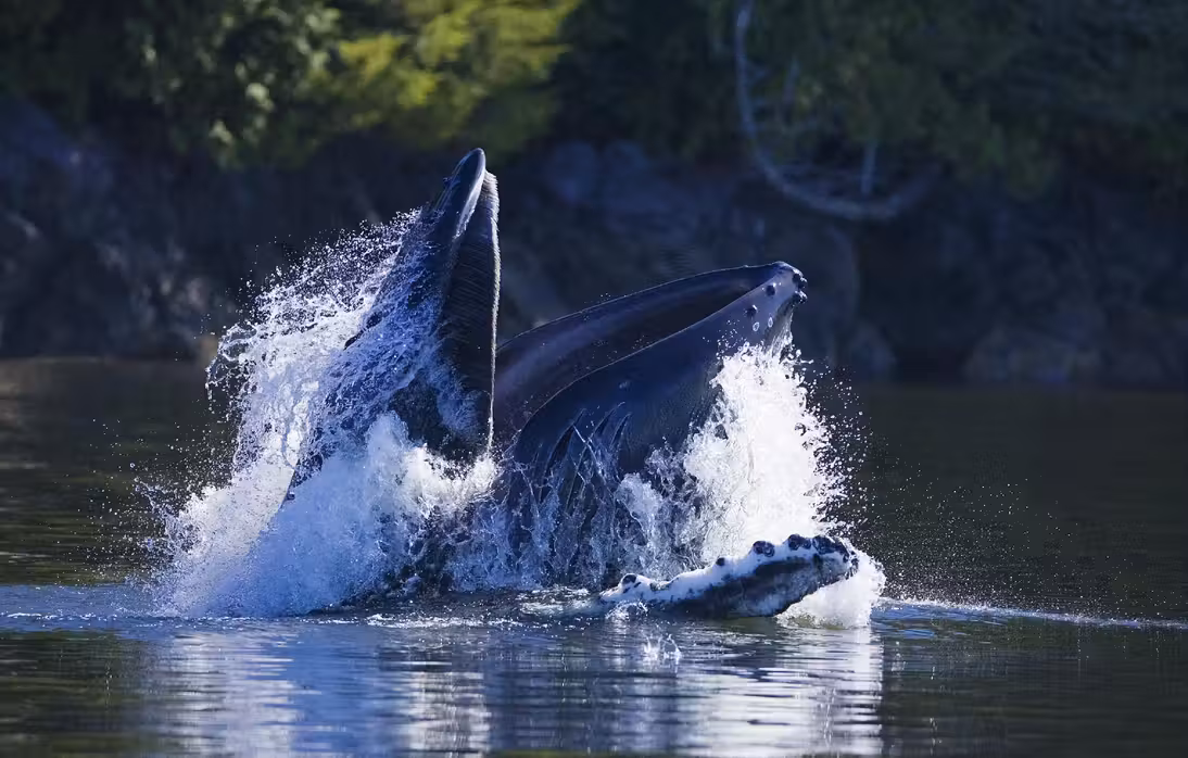 ${{cityDName}} to Tofino Flights