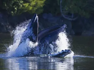 Jamie’s Whaling Station Tofino