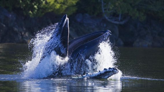 Jamie’s Whaling Station Tofino