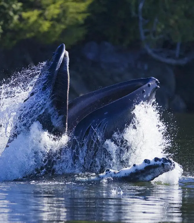 Tofino