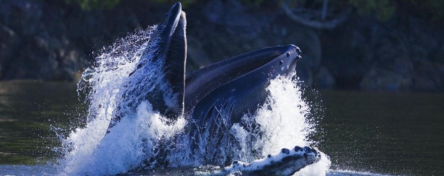 Jamie’s Whaling Station Tofino