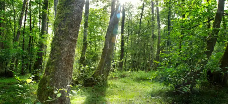 伊朗吉蘭省的酒店