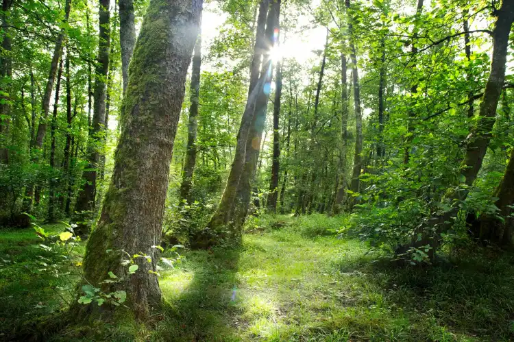 Hotels in Gilan, Iran