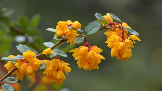 Arduaine Garden