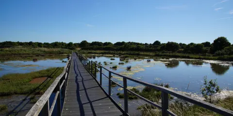 Réserve Naturelle Marais de Séné