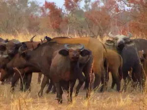 Pendjari National Park