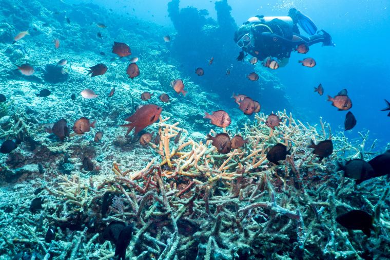 Submariner Diving Center