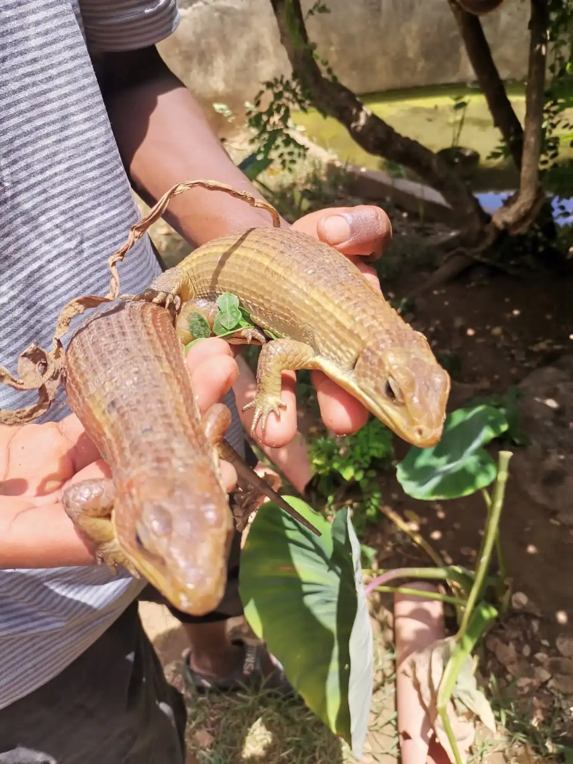 Hotels near Jungle Village Centre (Snake Park)
