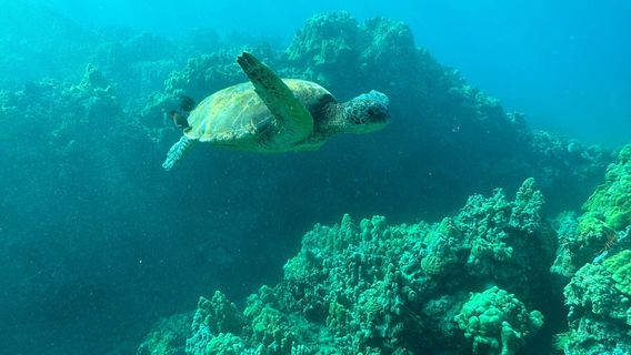 Maui Kayak Adventures