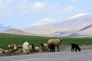 Doğubayazıt