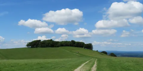 Chanctonbury Ring