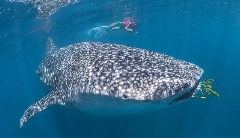 Hotels near Mexico Whale Shark