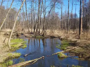 Źródła Królewskie