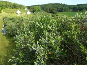 Cain's Orchard