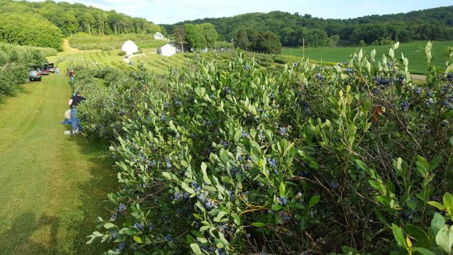 Cain's Orchard
