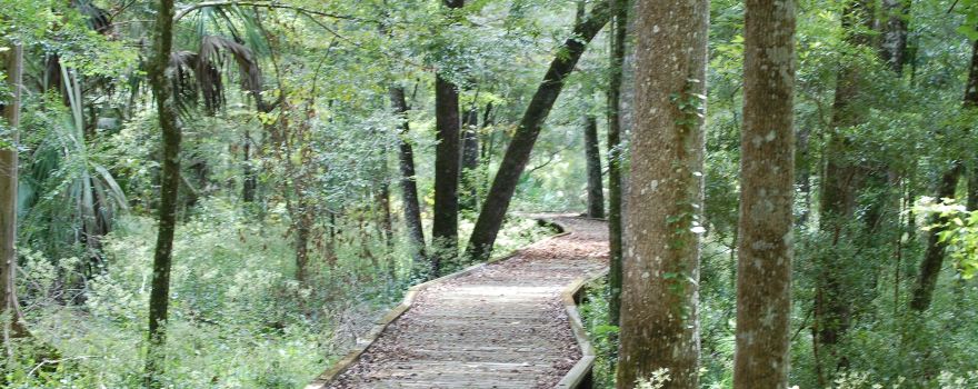 Goethe State Forest