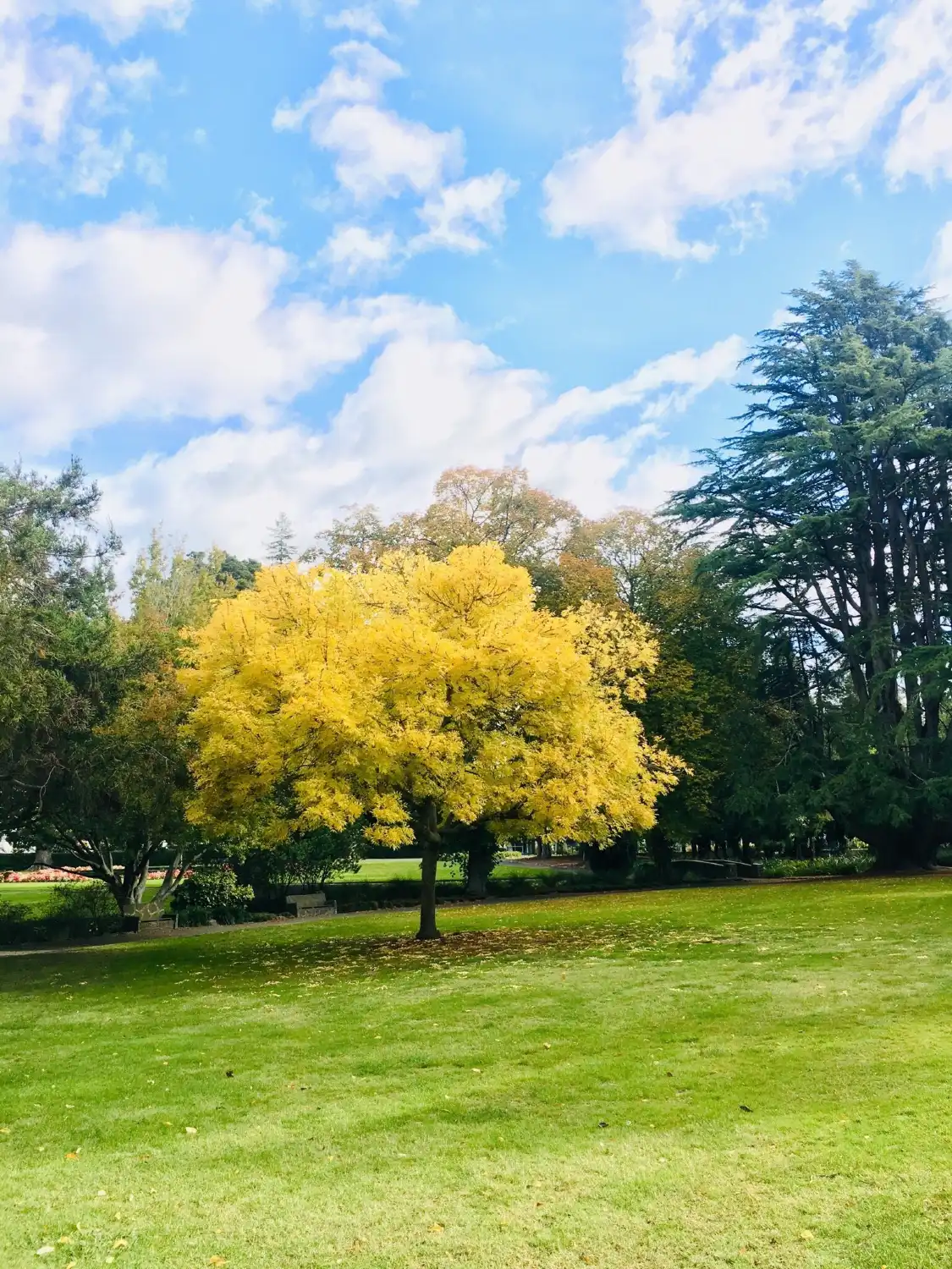 Hotels near Cornwall Park