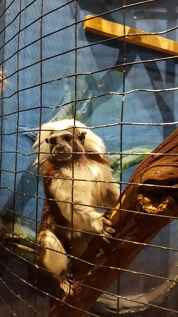 Hotels near Zootopia Contact Zoo