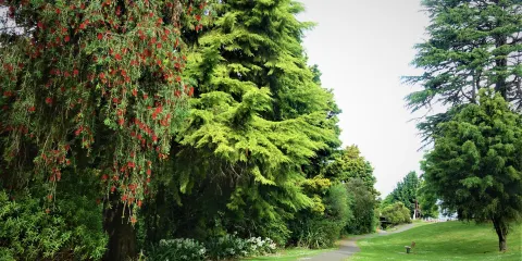 Te Awamutu Rose Gardens