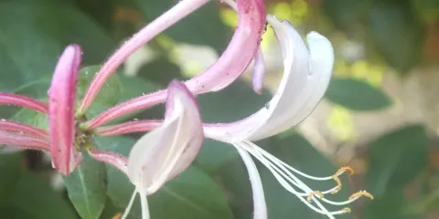Franziskaner Klostergarten Breisach