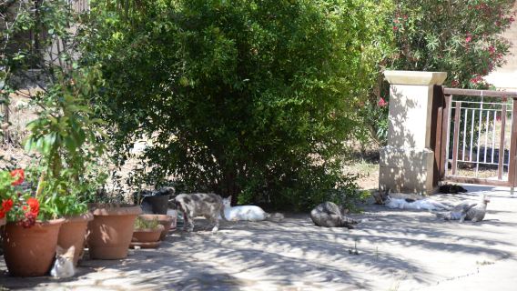 Agios Nikolaos Ton Gaton Convent