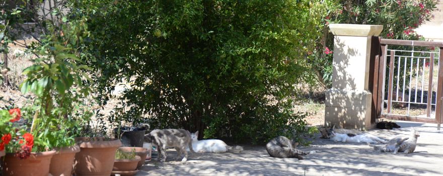 Agios Nikolaos Ton Gaton Convent