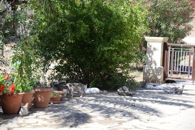 Holy Monastery of St Nicholas of the Cats